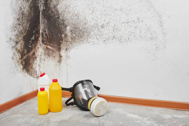 Best Toxic Mold Removal  in , AR