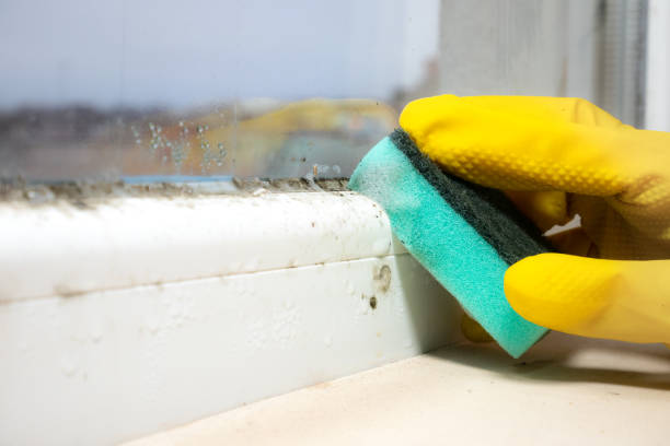 Best Attic Mold Removal  in , AR