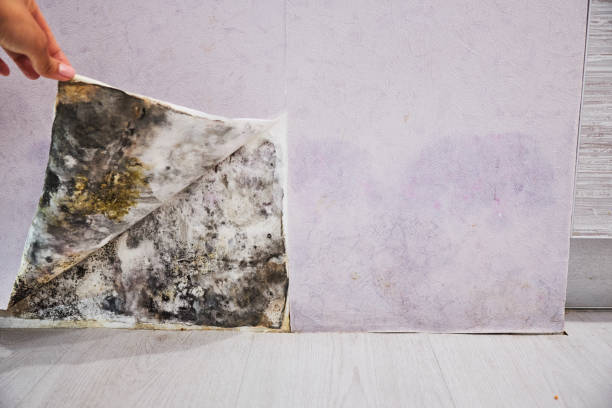 Best Office Mold Removal Services  in , AR